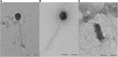 Isolation and Characterization of Potential Salmonella Phages Targeting Multidrug-Resistant and Major Serovars of Salmonella Derived From Broiler Production Chain in Thailand